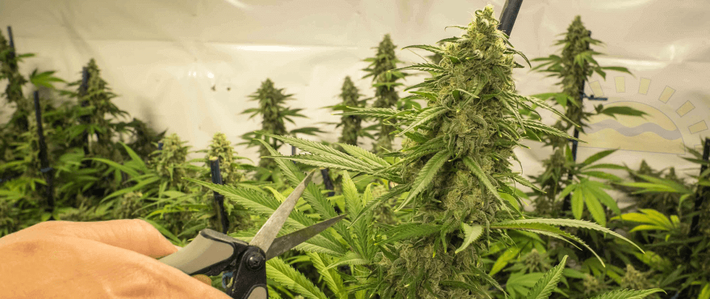 Cannabis kweken - Plantarium