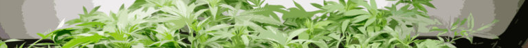 Cannabis-zaden voor binnen - Plantarium