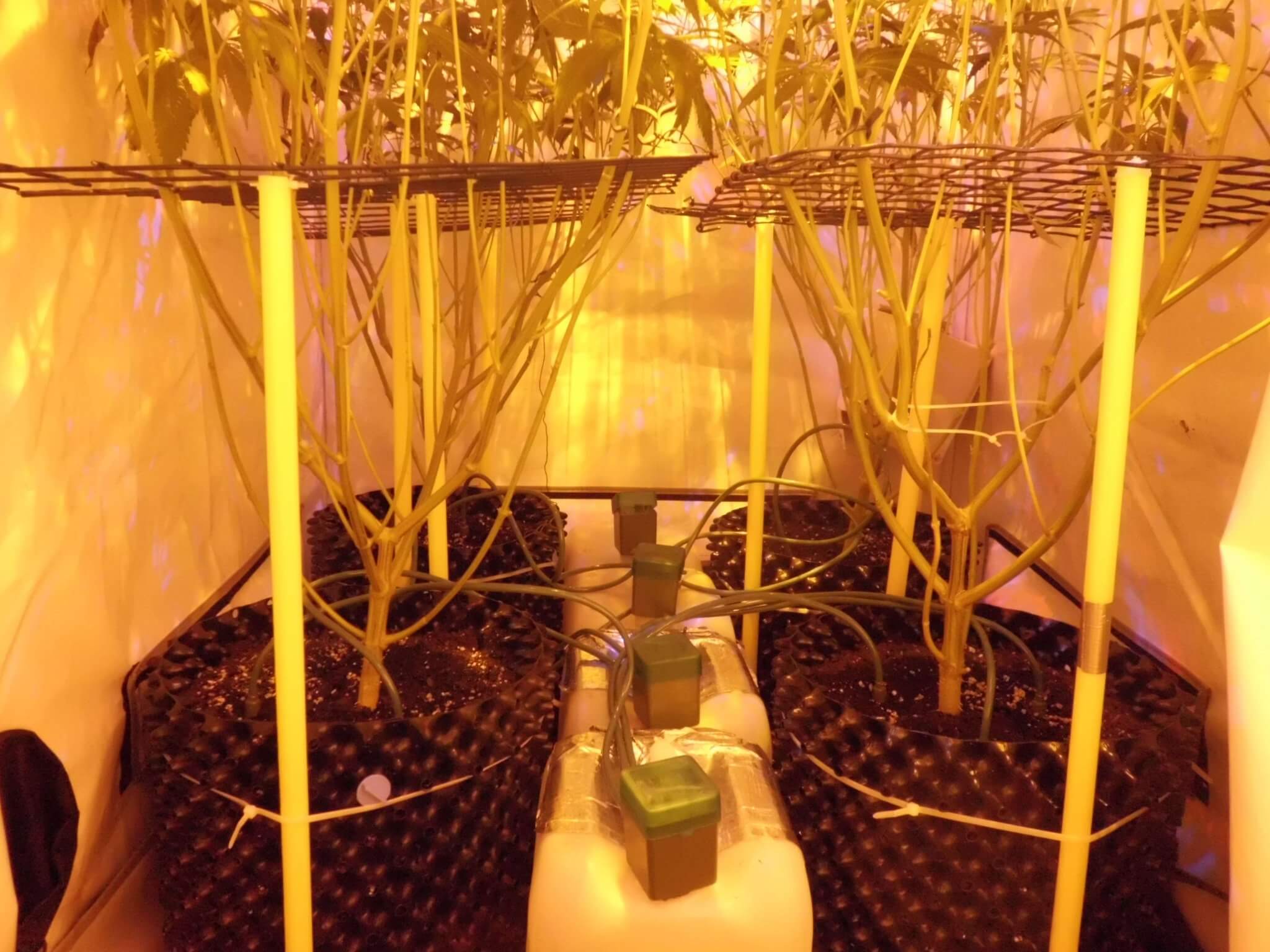 Behandeling Boek bad Automatisch watergeven: Gro-bot, druppelsysteem voor 3 planten