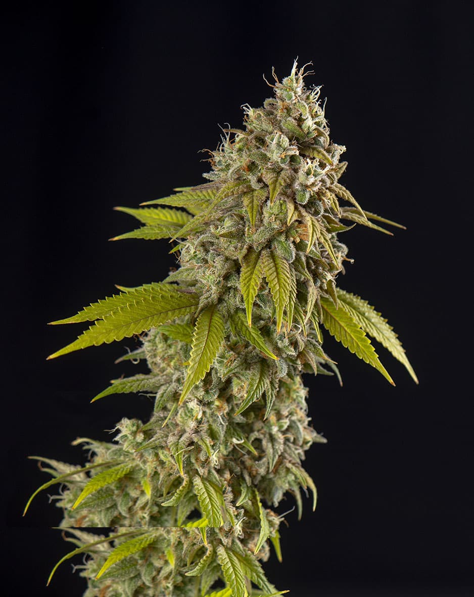 Girl Scout Cookies Automatic Spliff Seeds