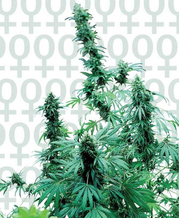 Early Skunk