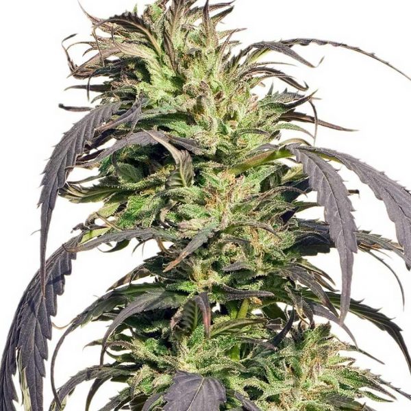 Gold Rush Outdoor