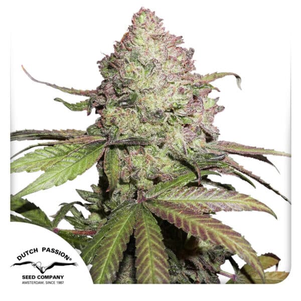 beste CBD Autoflower