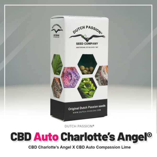 beste CBD Autoflower