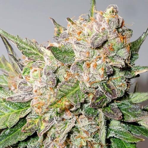 Glueberry OG, Dutch Passion, 5 zaden