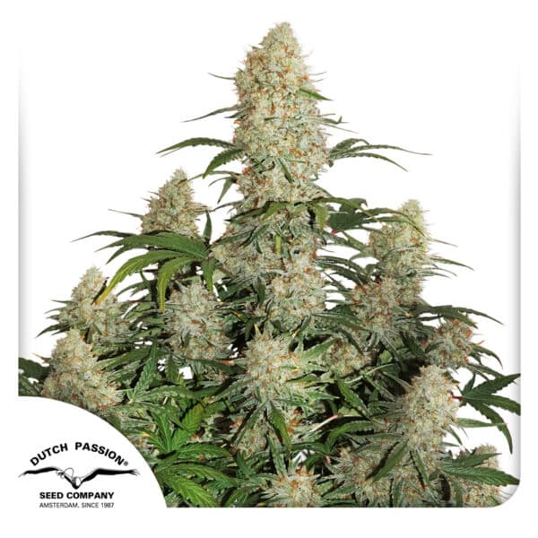 Auto Critical Orange Punch Dutch Passion