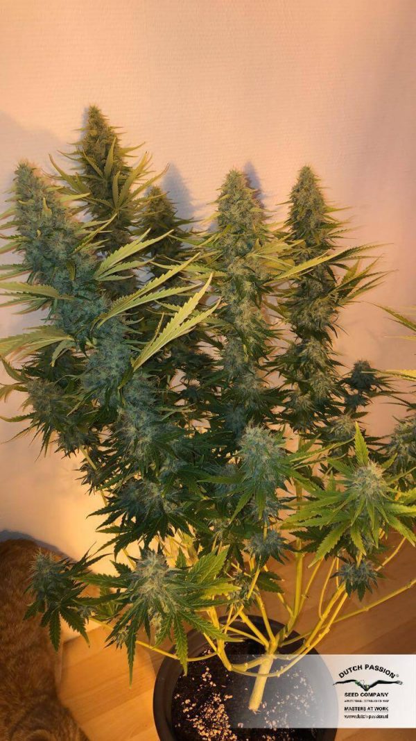 Critical Punch Auto