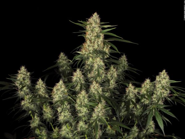 Amnesia Kush