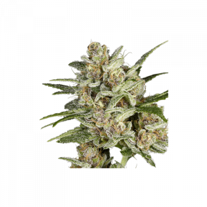 Super Mad Sky Floater, Super Sativa Seed Club, 5 Zaden