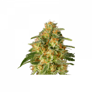 TnT Trichome, Super Sativa Seed Club, 5 zaden