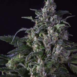 Super Sativa Seed Club Regulier Creeper