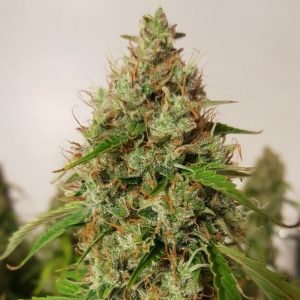 auto creeper super sativa seed club
