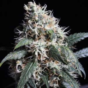 Pineapple Poison Super Sativa Seed Club