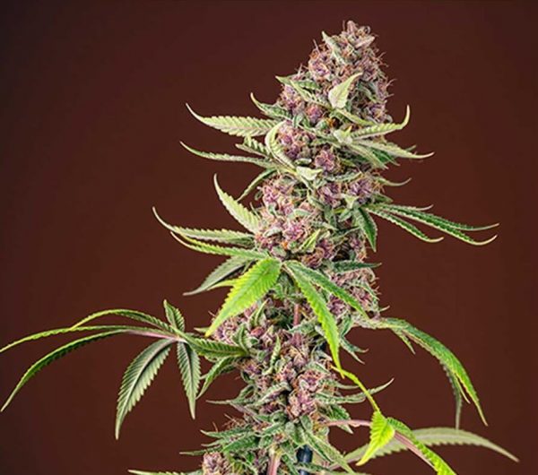 Red Mandarine F1 Sweet Seeds
