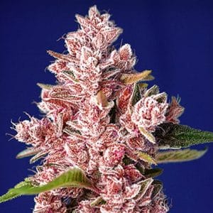 Tropicanna Poison Sweet Seeds