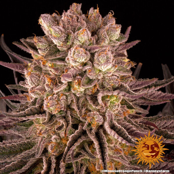 Mimosa × Orange Punch gefeminiseerde wietzaden van Barney's Farm voor wietplanten met veel THC