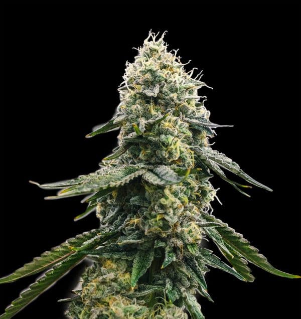 Spliff Seeds Zkittles