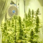 Gorilla Cookies kweekverslag Grower's Choice