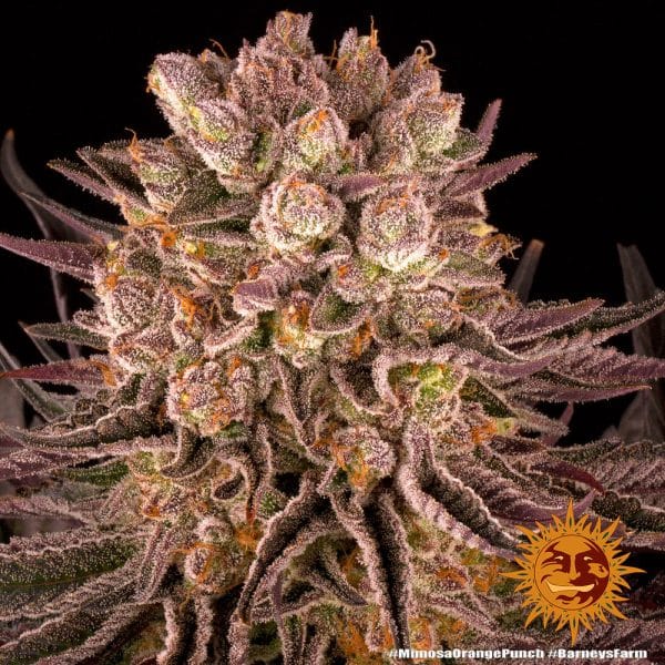 Mimosa × Orange Punch (Barney's Farm) gefeminiseerd - Afbeelding 2