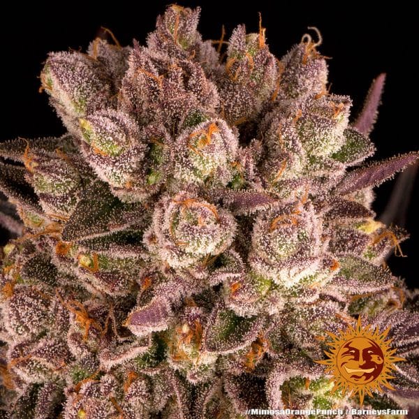Mimosa × Orange Punch (Barney's Farm) gefeminiseerd - Afbeelding 3