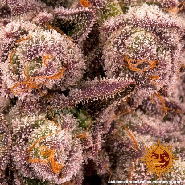 Mimosa × Orange Punch (Barney's Farm) gefeminiseerd - Afbeelding 4