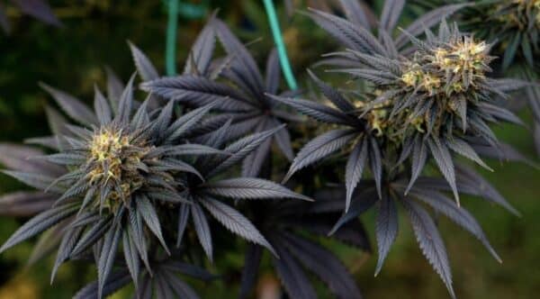 Black Lebanon, Super Sativa Seed Club, 5 zaden - Afbeelding 2