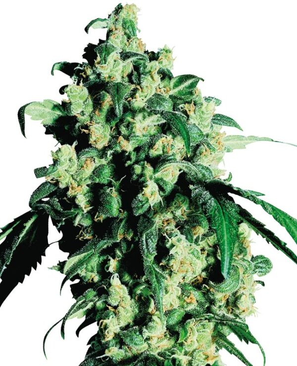 Een hoge opbrengst met gefeminiseerde zaden van de indica dominante wietplant Super Skunk
