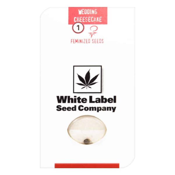 Gefeminiseerde zaden van de indica dominante wietplant Wedding Cheesecake