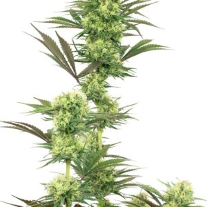 Gefeminiseerde wietzaden van 50/50 indica-sativa hybride wietplanten Guava Jelly