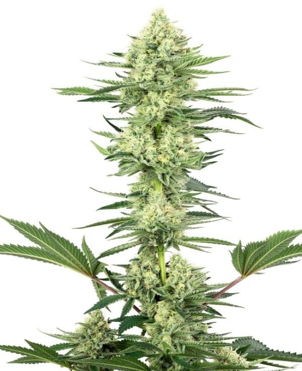 White Gorilla Haze gefeminiseerde wietzaadjes voor het kweken van sativa dominante wietplanten