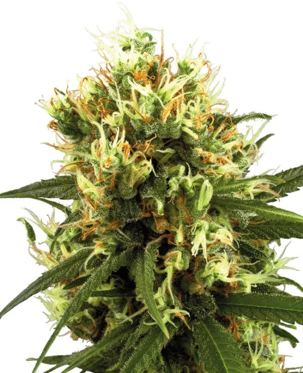White Haze Automatic autoflower wietzaadjes kopen bij Plantarium