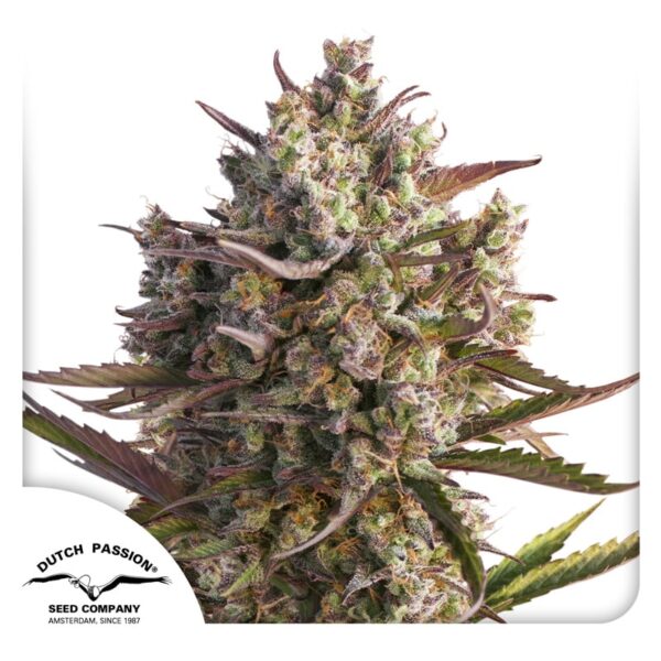 Auto Blueberry wiet kweken voor beginners met autoflower wietzaadjes