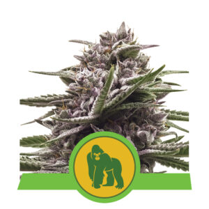 Royal Gorilla autoflowering wietzaden van Royal Queen Seeds