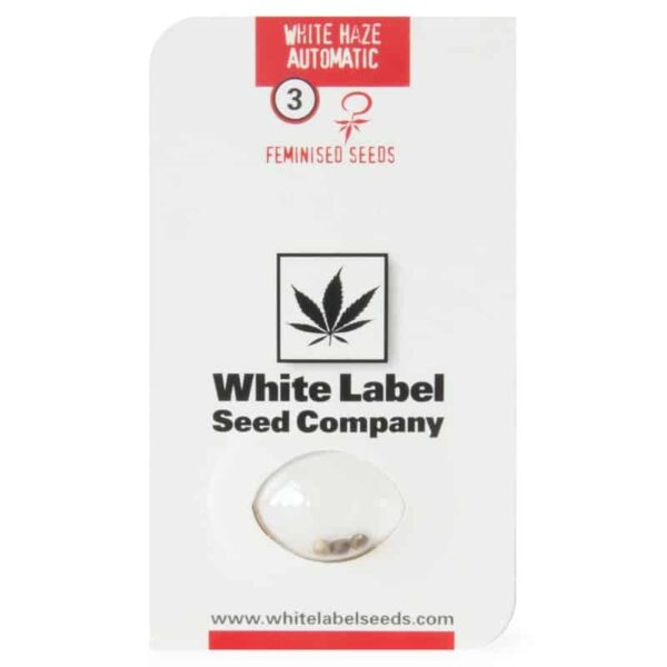 White Haze auto zaden kopen voor het kweken van sterke autoflower wiet soorten