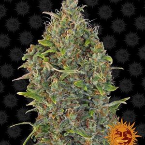 Critical Kush autoflower wietzaden van de populaire autoflowering wietplant van Barney's Farm