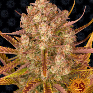 Dos Si Dos autoflower wietzaden van Barney's Farm voor een indica dominante wietplant met hoge opbrengst